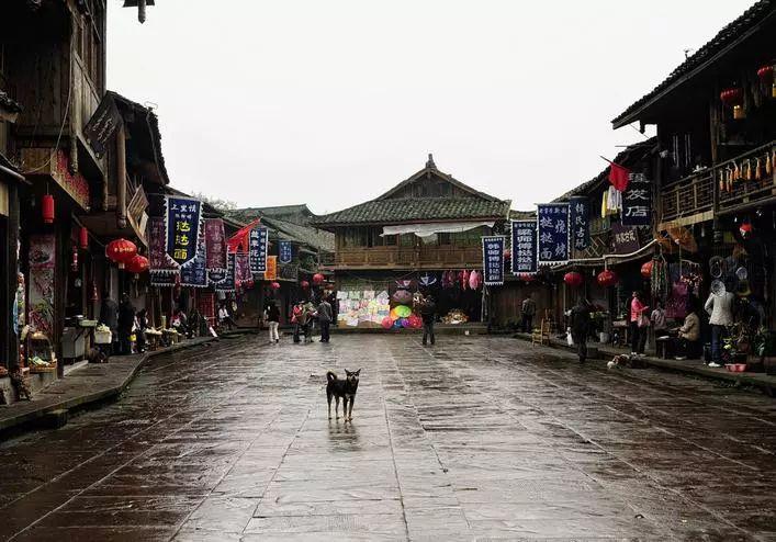 超能动物联盟